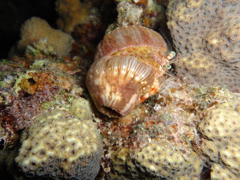 Crabe anemone.JPG